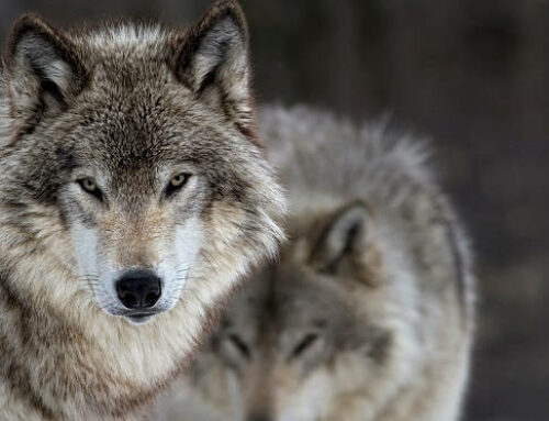 Film les Loups tourné dans le Jura non loin de nos grands gîtes