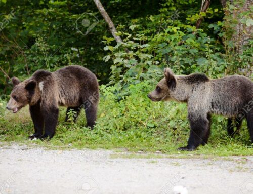 Film jurassien Un ours dans le Jura