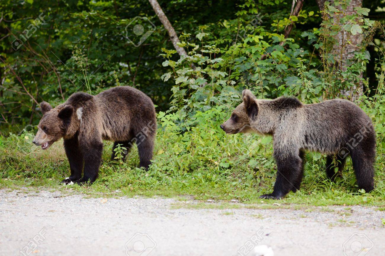 ours dans le Jura proche de grands gîtes